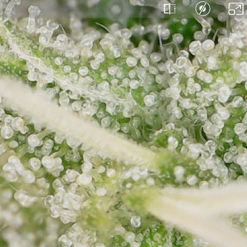 Crescendo growlog timeline photo