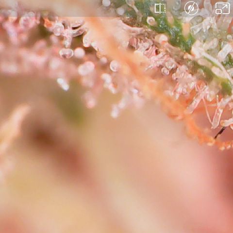 Crescendo growlog timeline photo