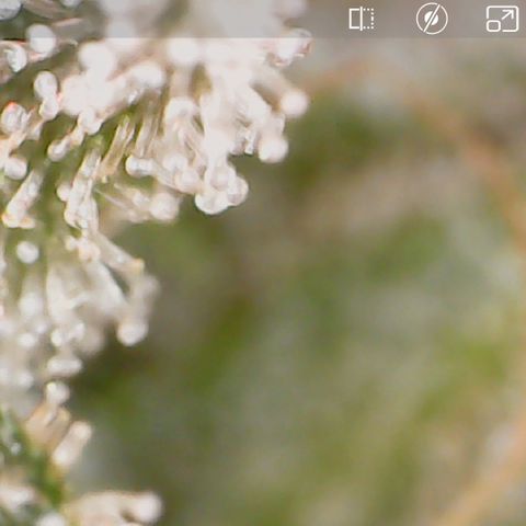 Crescendo growlog timeline photo