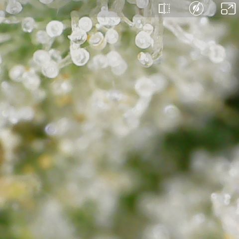Crescendo growlog timeline photo
