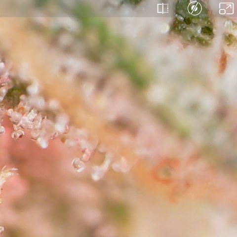 Crescendo growlog timeline photo