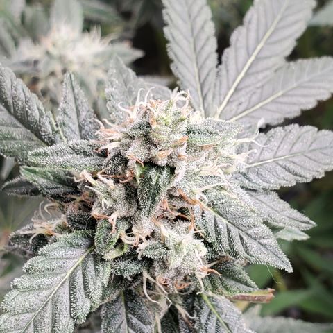 Crescendo growlog timeline photo
