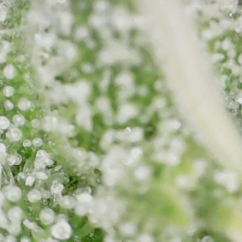 Crescendo growlog timeline photo