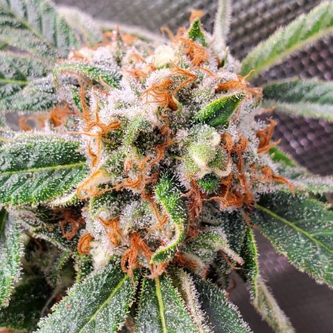 Durbin Poison  growlog timeline photo