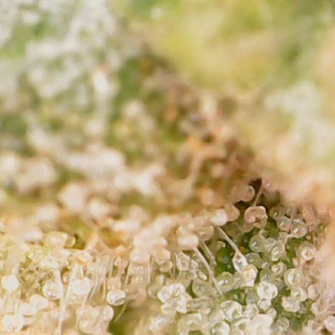 Durbin Poison  growlog timeline photo