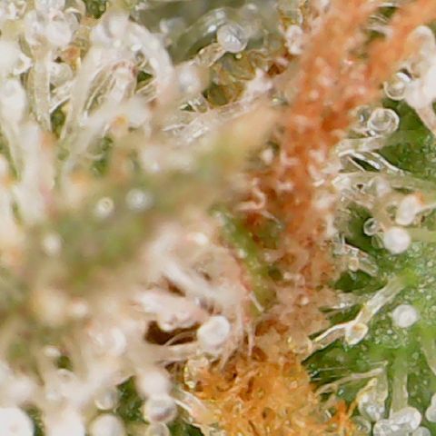 Durbin Poison  growlog timeline photo