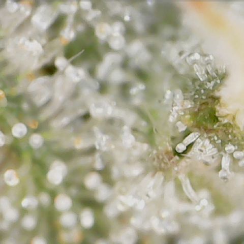 Crescendo growlog timeline photo