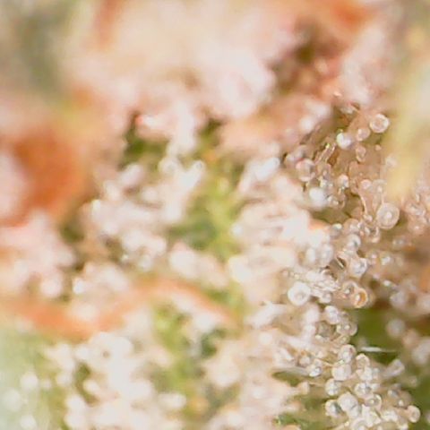 Durbin Poison  growlog timeline photo
