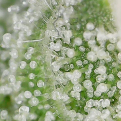 Crescendo growlog timeline photo