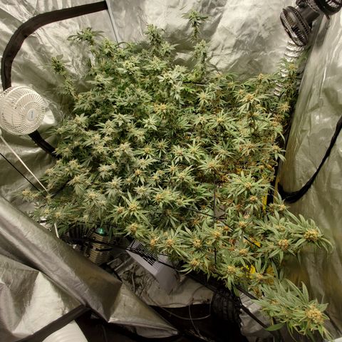 Durbin Poison  growlog timeline photo