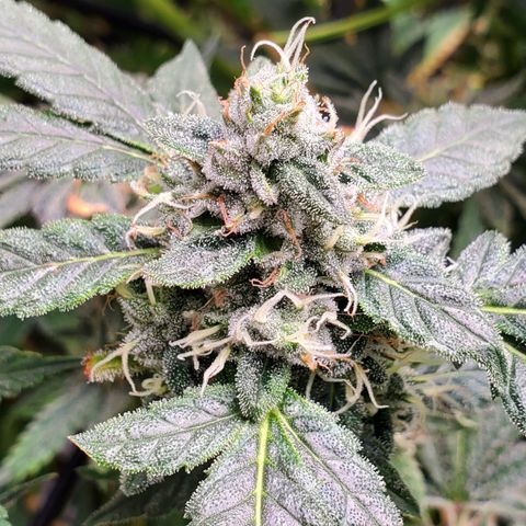 Crescendo growlog timeline photo