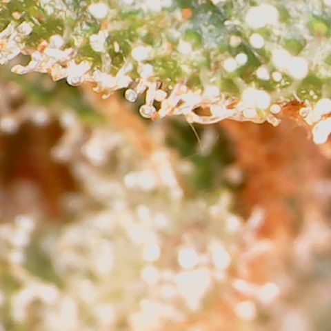 Durbin Poison  growlog timeline photo