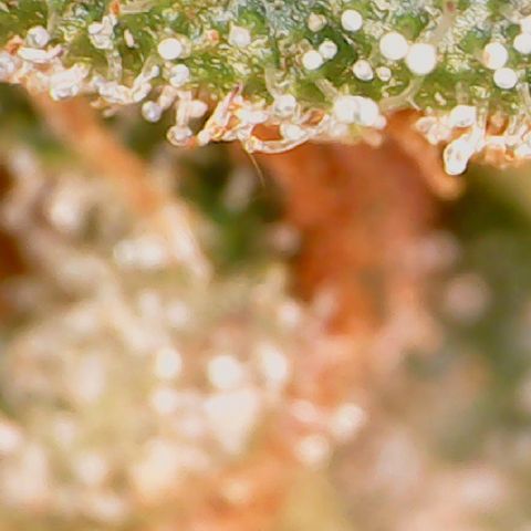 Durbin Poison  growlog timeline photo