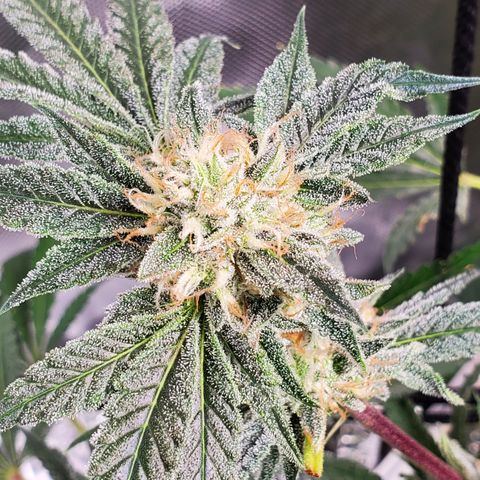 Crescendo growlog timeline photo