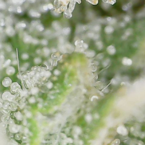 Crescendo growlog timeline photo