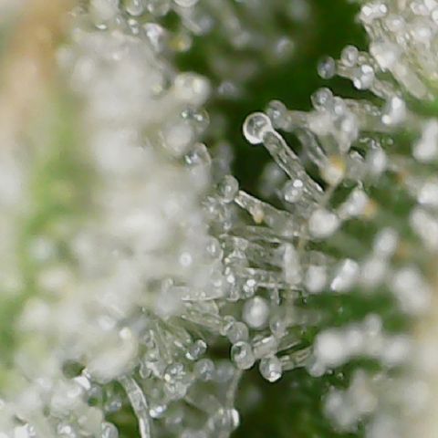 Crescendo growlog timeline photo