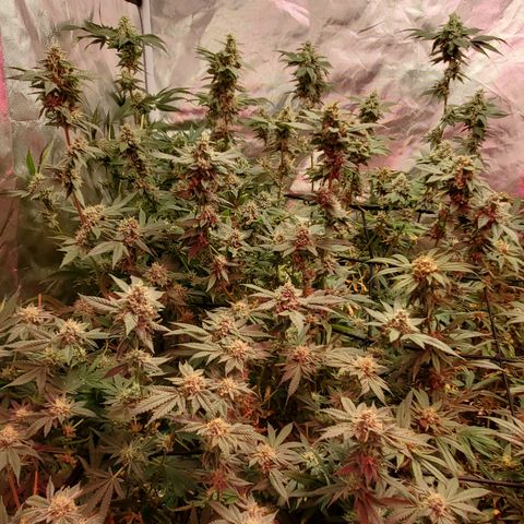 Crescendo growlog timeline photo