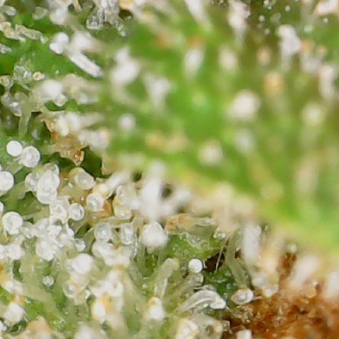 Durbin Poison  growlog timeline photo