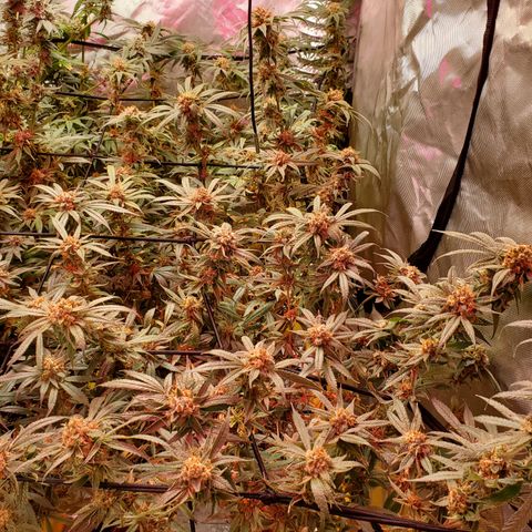 Durbin Poison  growlog timeline photo