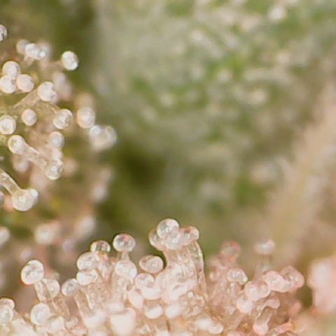 Crescendo growlog timeline photo