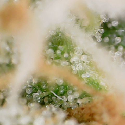 Durbin Poison  growlog timeline photo