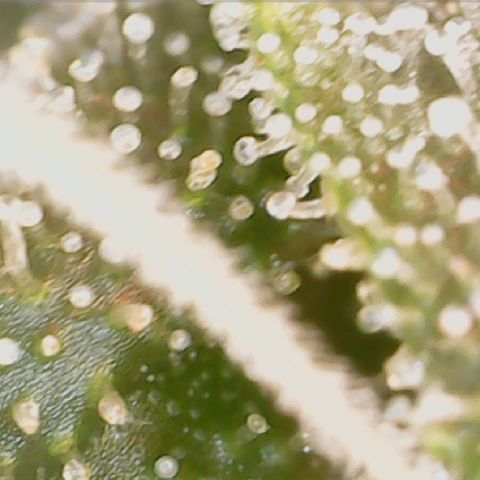 Crescendo growlog timeline photo