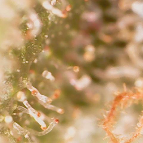 Durbin Poison  growlog timeline photo