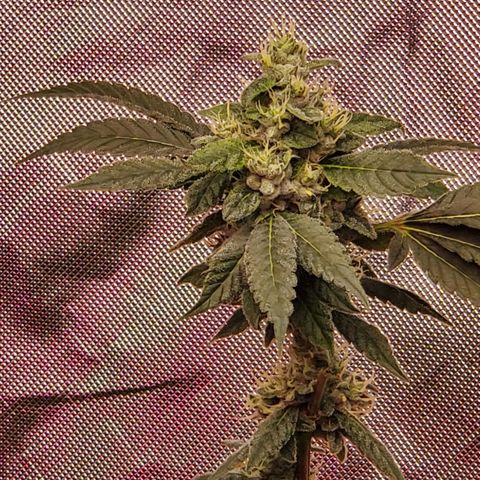 Crescendo growlog timeline photo