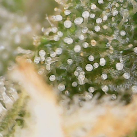 Crescendo growlog timeline photo
