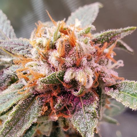 Durbin Poison  growlog timeline photo