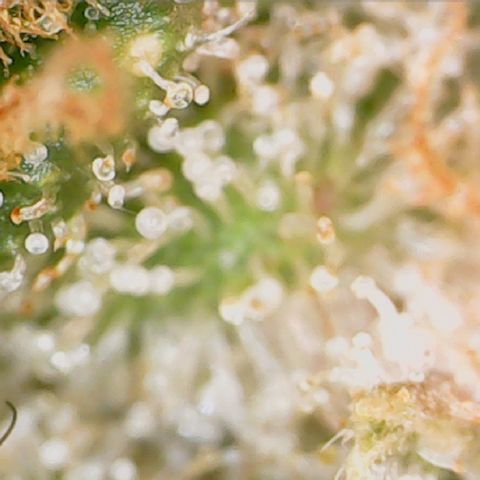 Durbin Poison  growlog timeline photo