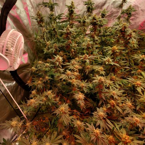 Crescendo growlog timeline photo