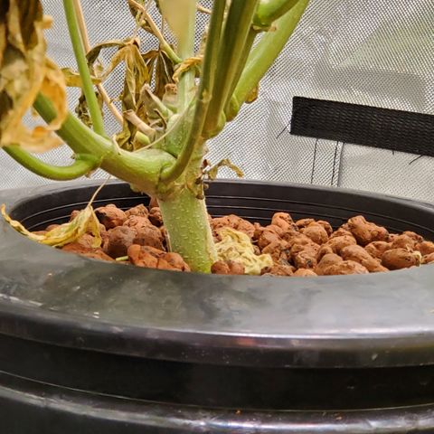Crescendo growlog timeline photo