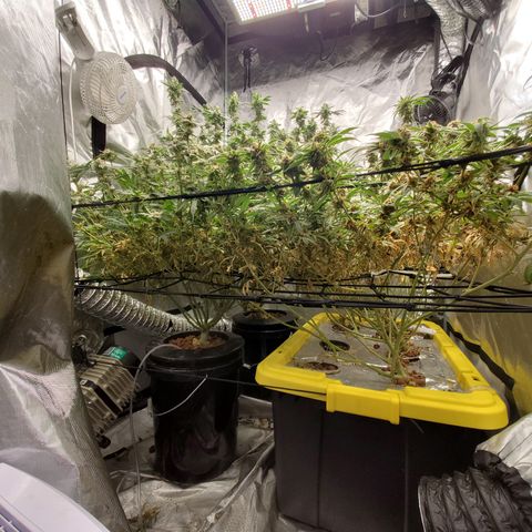 Durbin Poison  growlog timeline photo