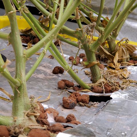 Durbin Poison  growlog timeline photo