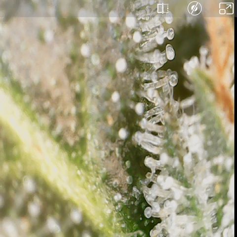 Durbin Poison  growlog timeline photo