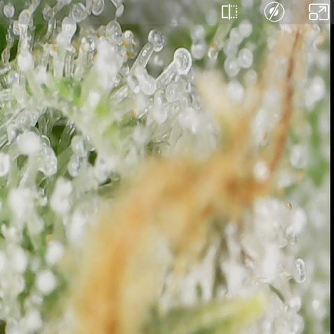 Crescendo growlog timeline photo