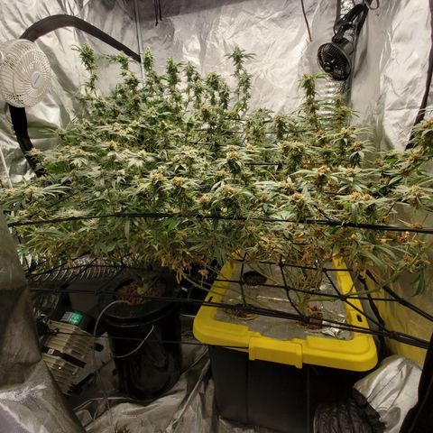 Crescendo growlog timeline photo