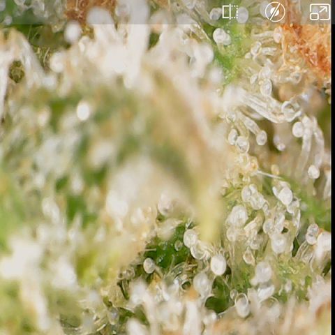 Durbin Poison  growlog timeline photo