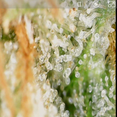 Durbin Poison  growlog timeline photo