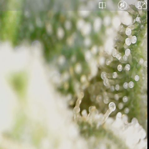 Crescendo growlog timeline photo
