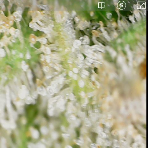 Durbin Poison  growlog timeline photo