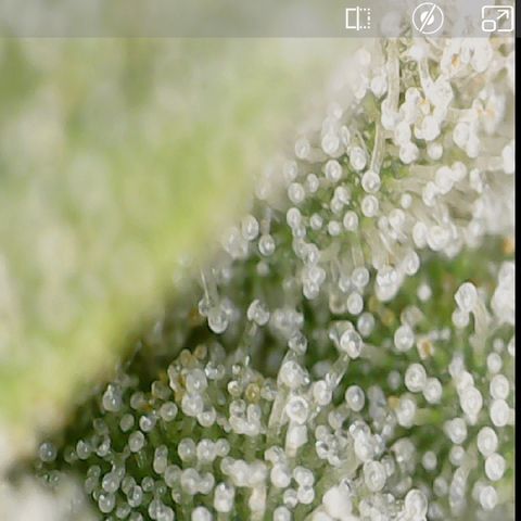 Crescendo growlog timeline photo