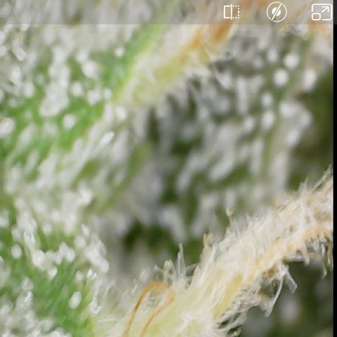 Crescendo growlog timeline photo