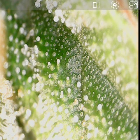 Crescendo growlog timeline photo