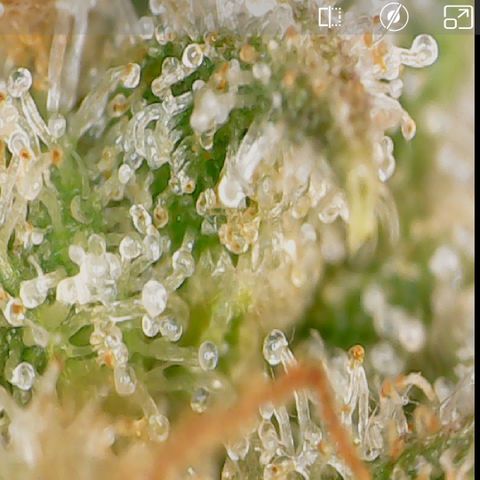 Durbin Poison  growlog timeline photo