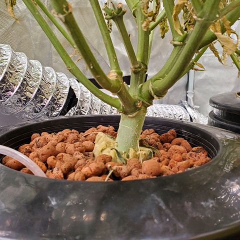 Crescendo growlog timeline photo