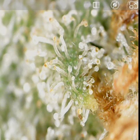 Durbin Poison  growlog timeline photo