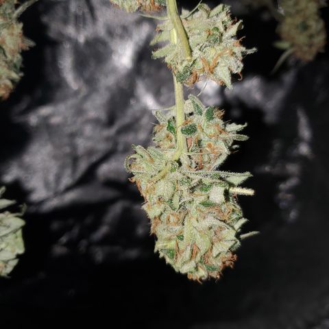Durbin Poison  growlog timeline photo