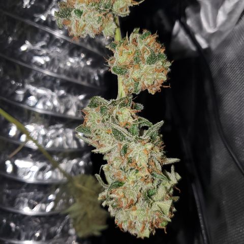 Durbin Poison  growlog timeline photo